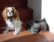 Blog pets